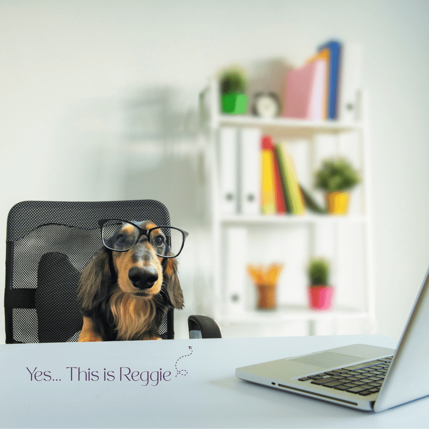 yes-its-reggie Reggie, King Reginald Roo — one of Sharon's dachshunds and unofficial office manager at SD Virtual Solutions